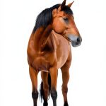 StonePony Studios October Horses Book 1 Kindle Edition 288 Pages-0