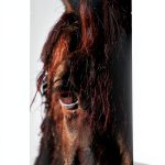 Mystery Horse Lover's: A Biological Science of Horses Guide-0