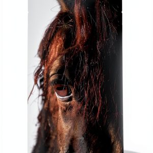 Mystery Horse Lover's: A Biological Science of Horses Guide-0