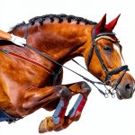 Tri Color Series Horse Riding Book 4 for Ages 8-12 – Kids Edition-0