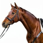 Horse Riding Guide for Beginners - English Edition-0