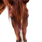 Horse Riding Guide for Beginners by Amazon Kindle-0