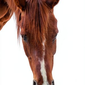 Horse Riding Guide for Beginners by Amazon Kindle-0