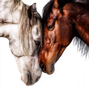 Horse Showing & Training Guide by Sheri Grunska Kindle eBook 386 Pages-0
