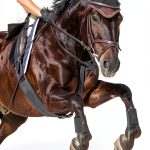 Horse Showing & Training Guide by Pine Mountain Horse Park Romance-0