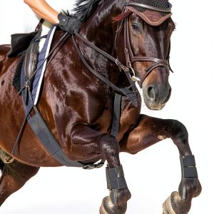 Horse Showing & Training Guide by Pine Mountain Horse Park Romance-0
